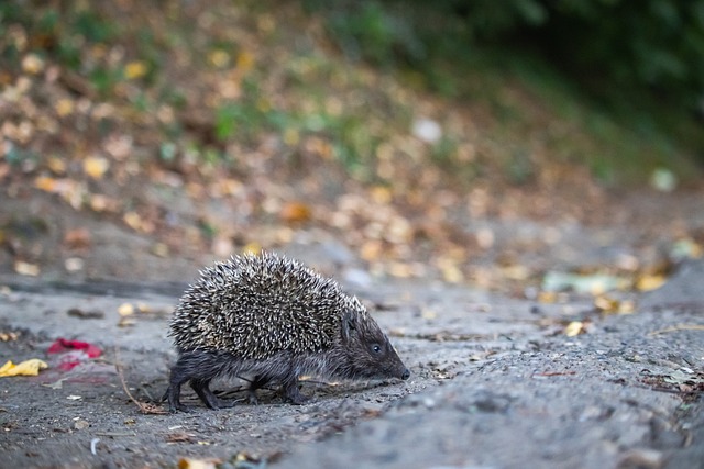 平不断提高 平不断提高